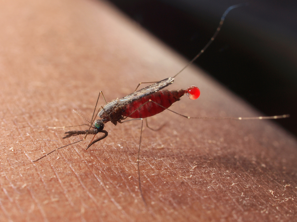 Study Reveals How Malaria Parasites Prepare For Transmission Newsroom