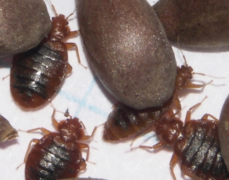 Male and female adult bedbugs in both unfed and fed conditions in comparison to apple seeds. 