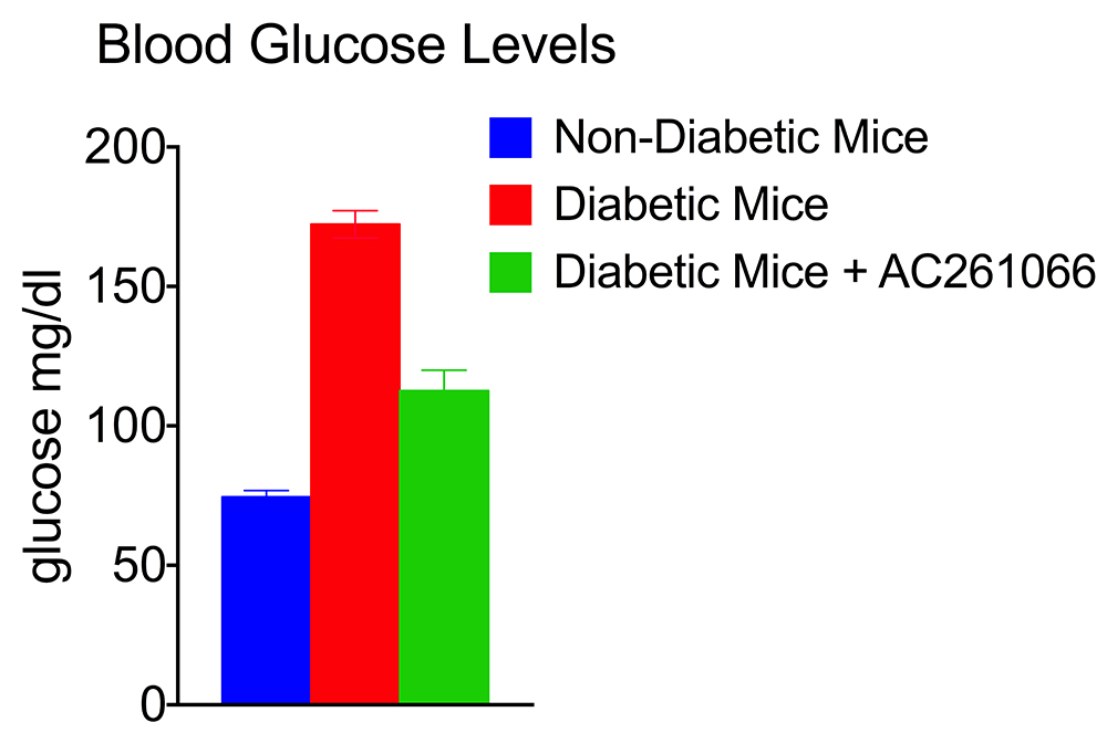 Gudas Lab; Investigational drug AC261066 treats mice with diabetes