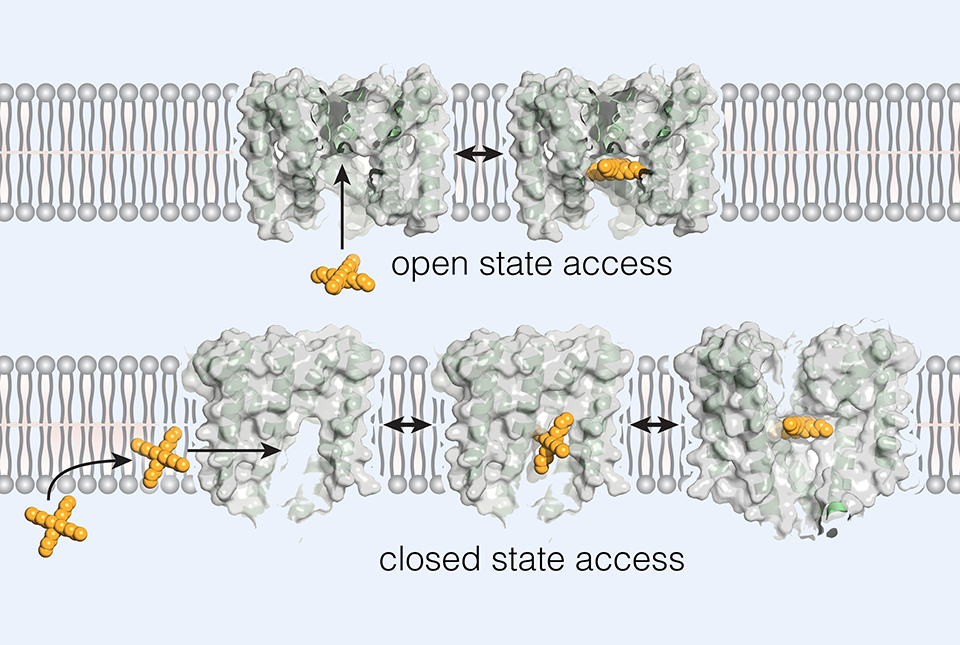 Discovery Opens Possibility of New Ion ChannelTargeting Drugs