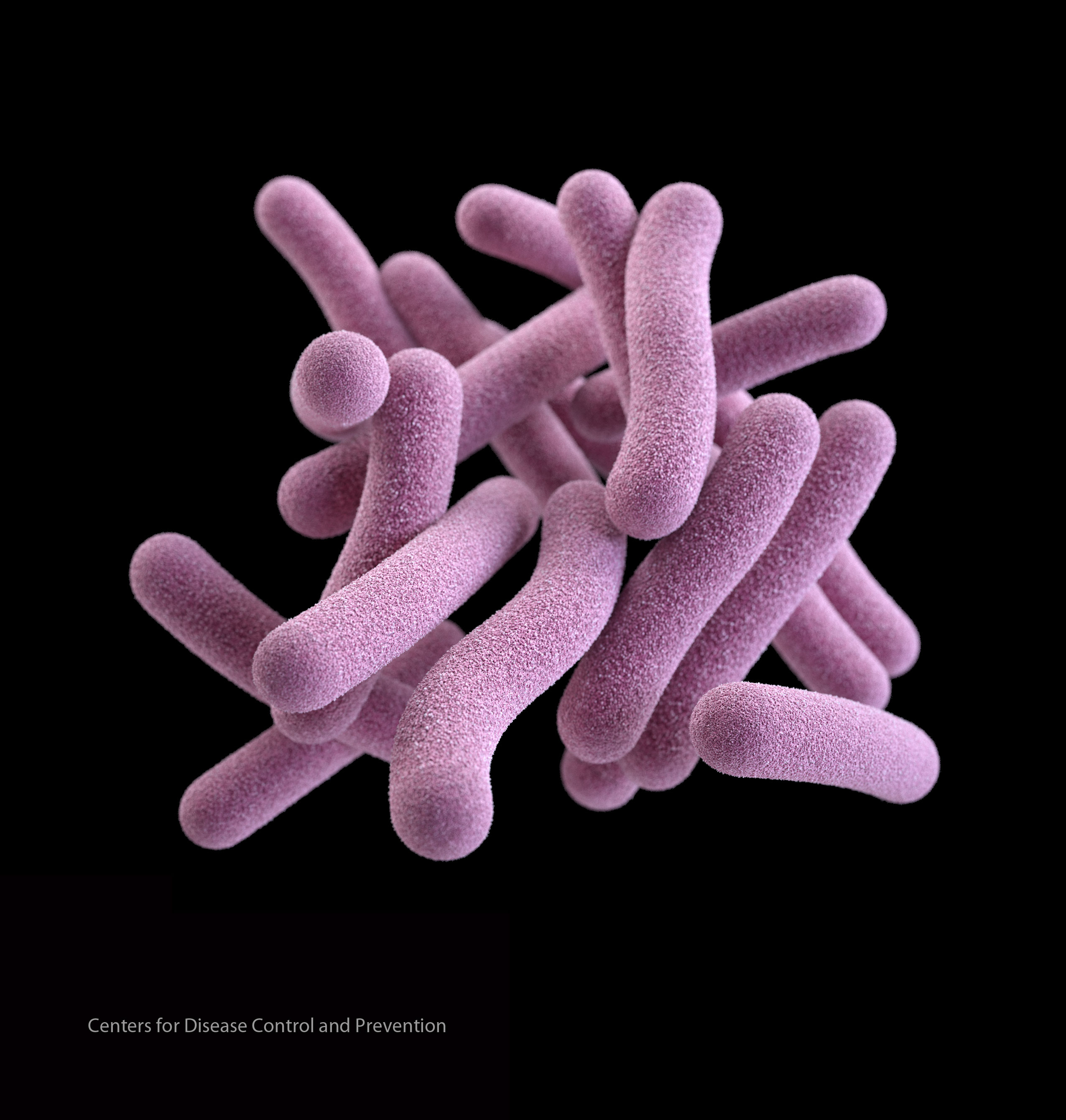 tuberculosis bacteria disease