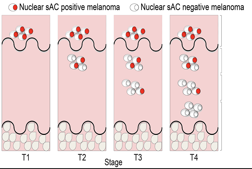 Novel Technique Reveals Surprising New Way to Suppress Tumor Cells Biology Diagrams