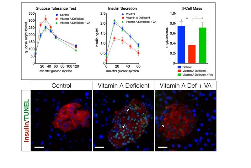 hyperglycemia in Vitamin A-deficient mice