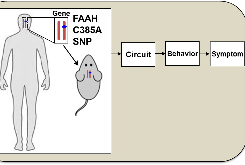 Cross-species approach to studying genetic polymorphisms  Image credit: Charles Glatt