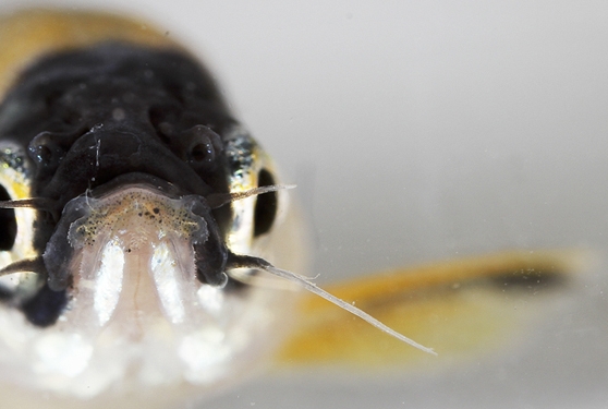 Zebrafish, a member of the minnow family, provides insight into melanoma, a form of human skin cancer
