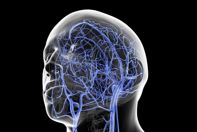veins in the head