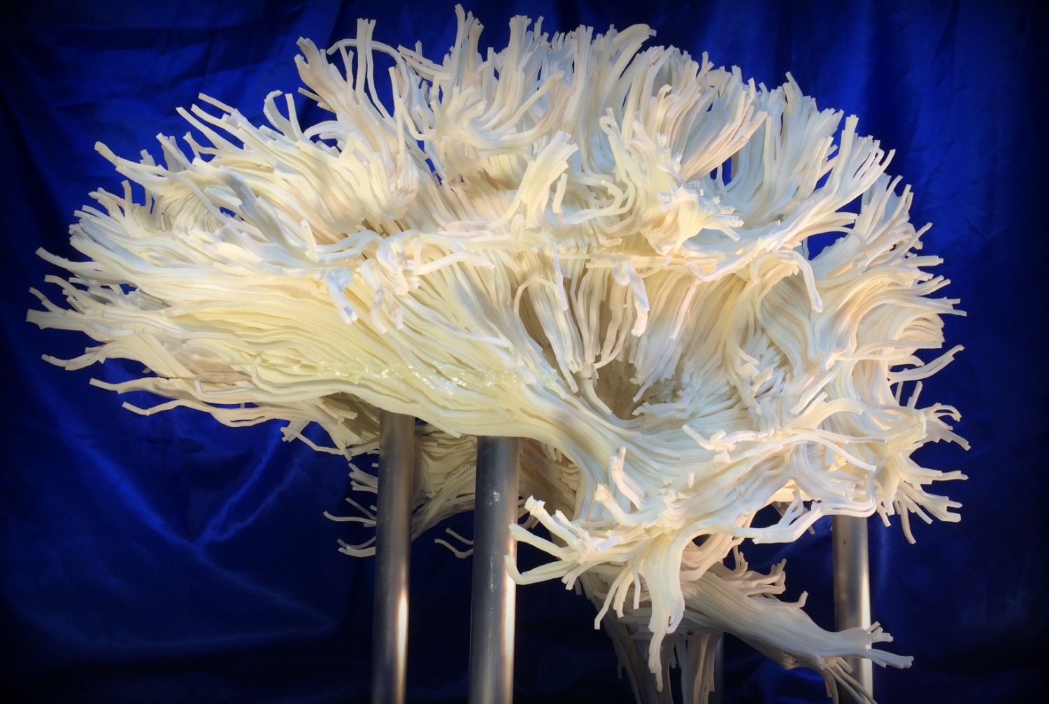 3D brain image, the Franklin Institute