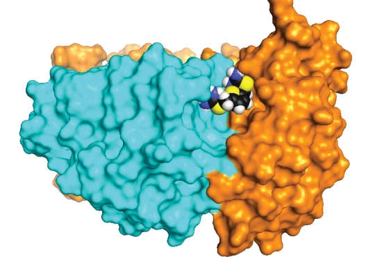 The retromer may be key to treating Alzheimer’s and Parkinson’s diseases.