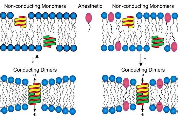 Schematic of a lipid bilayer representing a simple cell membrane. A new study in the Journal of General Physiology shows that activity of ion channel proteins, which are important for cell-to-cell communication, is markedly reduced during anesthesia. Image credit: Dr. Olaf Andersen