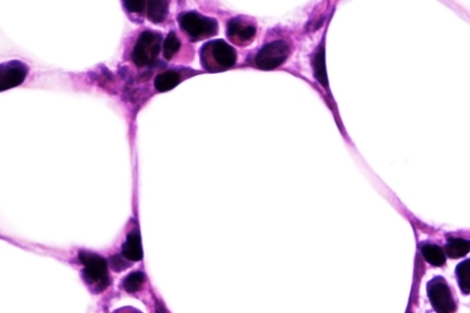 murine beige fat cells