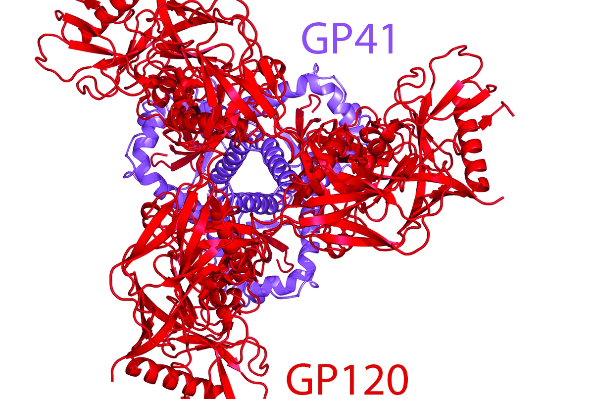 HIV-1 envelope trimer