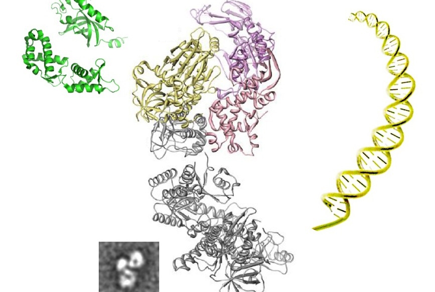 telomeres