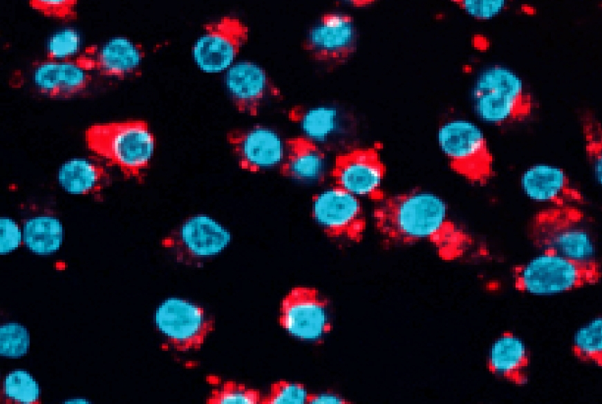 macrophage cells
