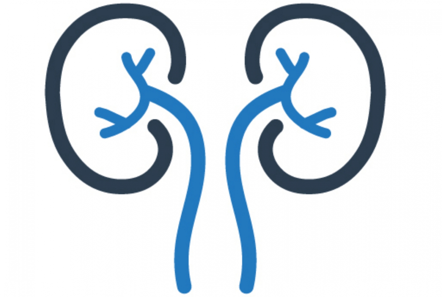 A graphic of the kidneys