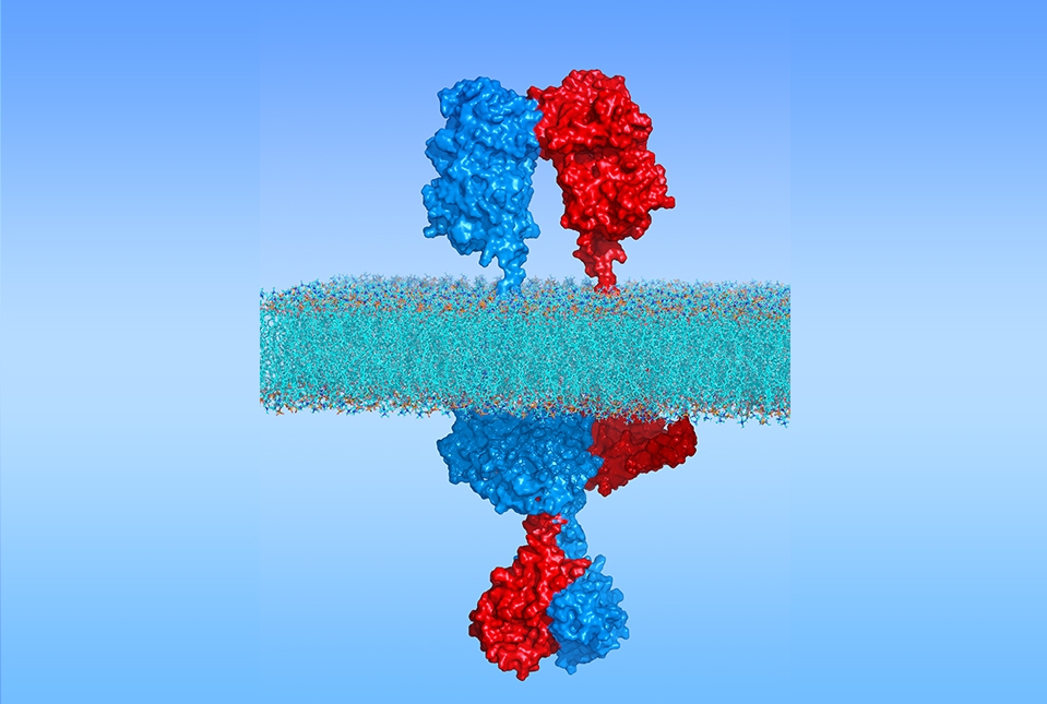 atrial natriuretic peptide receptor