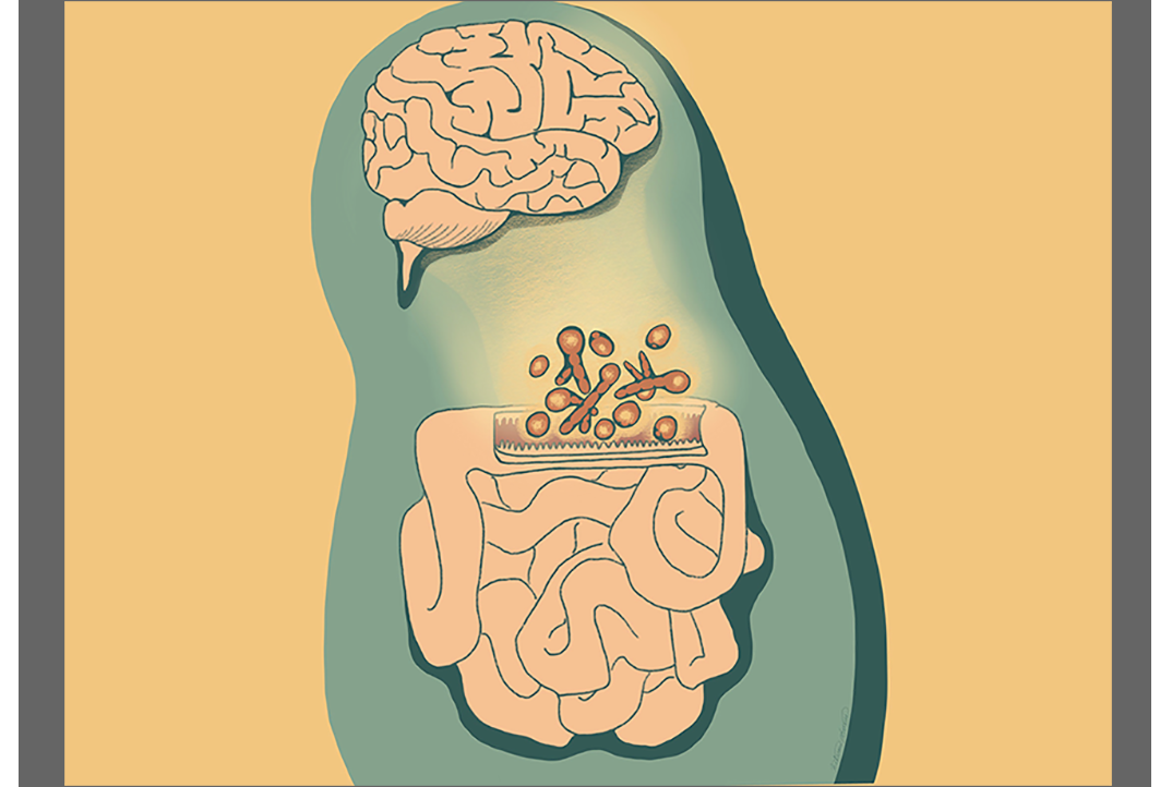 illustration of the brain and gut