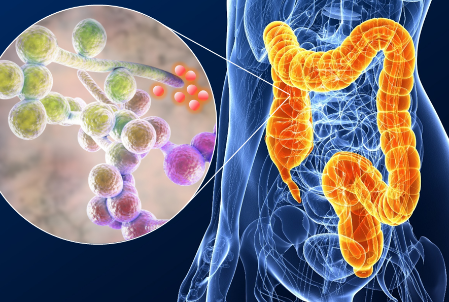 stock image of gut