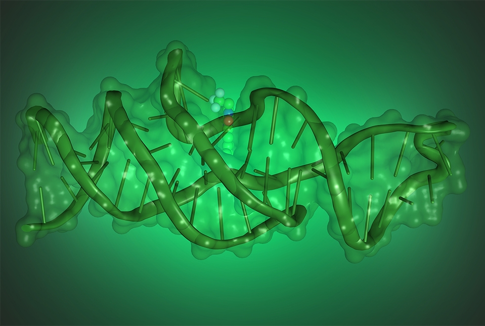 Illustration of DNA folding to bind fluorophore