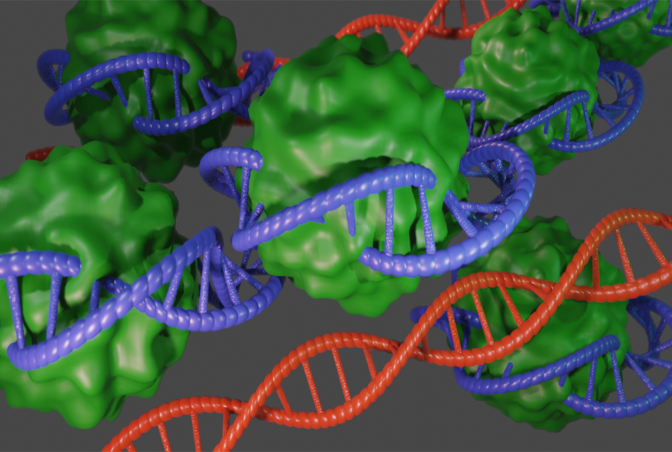 image of DNA wrapped around protein complex