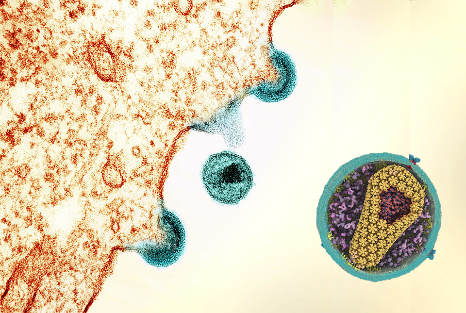 HIV replicating