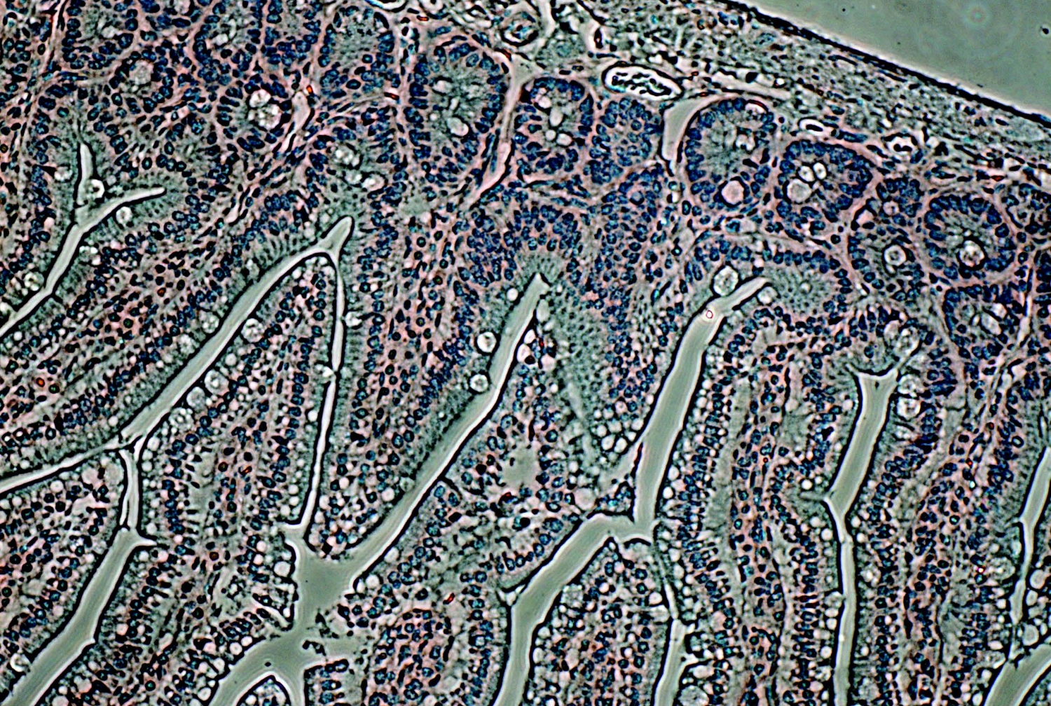 magnified cross-section of the lower gastrointestinal tract of a mouse genetically
