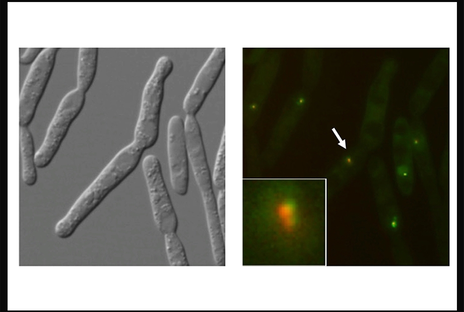 microscopy images of Ustilago maydis, right panel shows telomere-binding protein