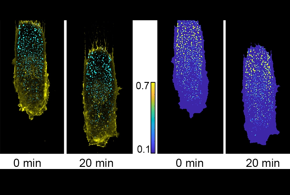 immunofluorescence image of cells labeled in blue and yellow