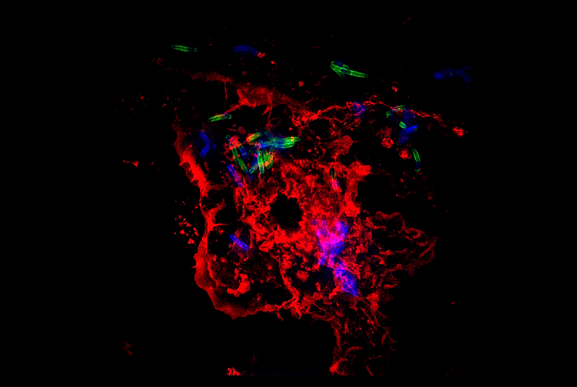 Image shows macrophages (red), a type of white blood cell, infected with Mycobacterium tuberculosis (green and blue). Photo credit: Dr. Helene Botella, an instructor in microbiology and immunology at Weill Cornell Medicine.