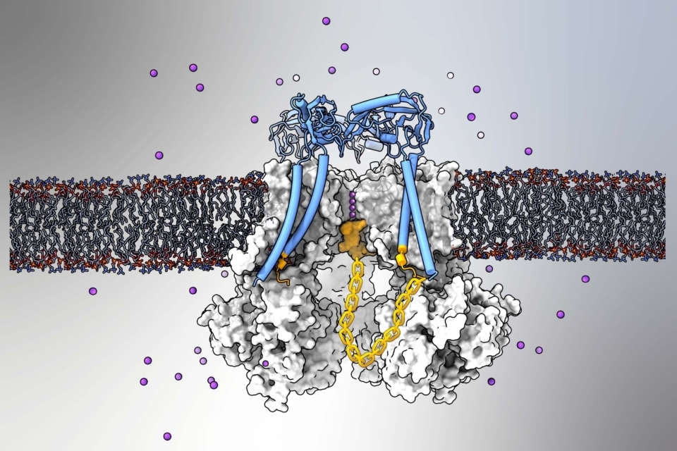 potassium ion channel