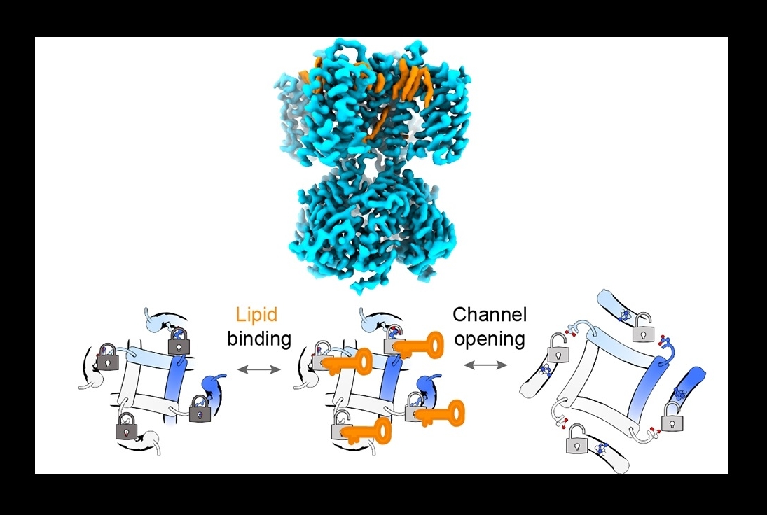structure of ion channel with cartoon of lipid binding below