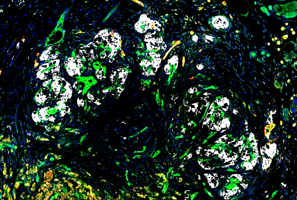 image of islets and blood vessels, both host and grafted