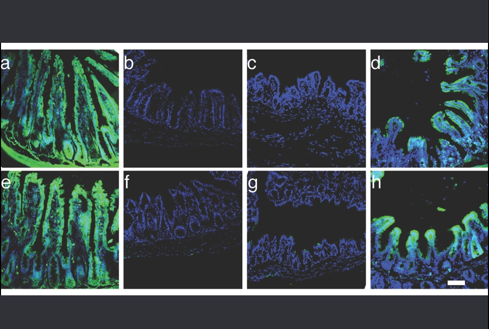 reprogramming gut cells