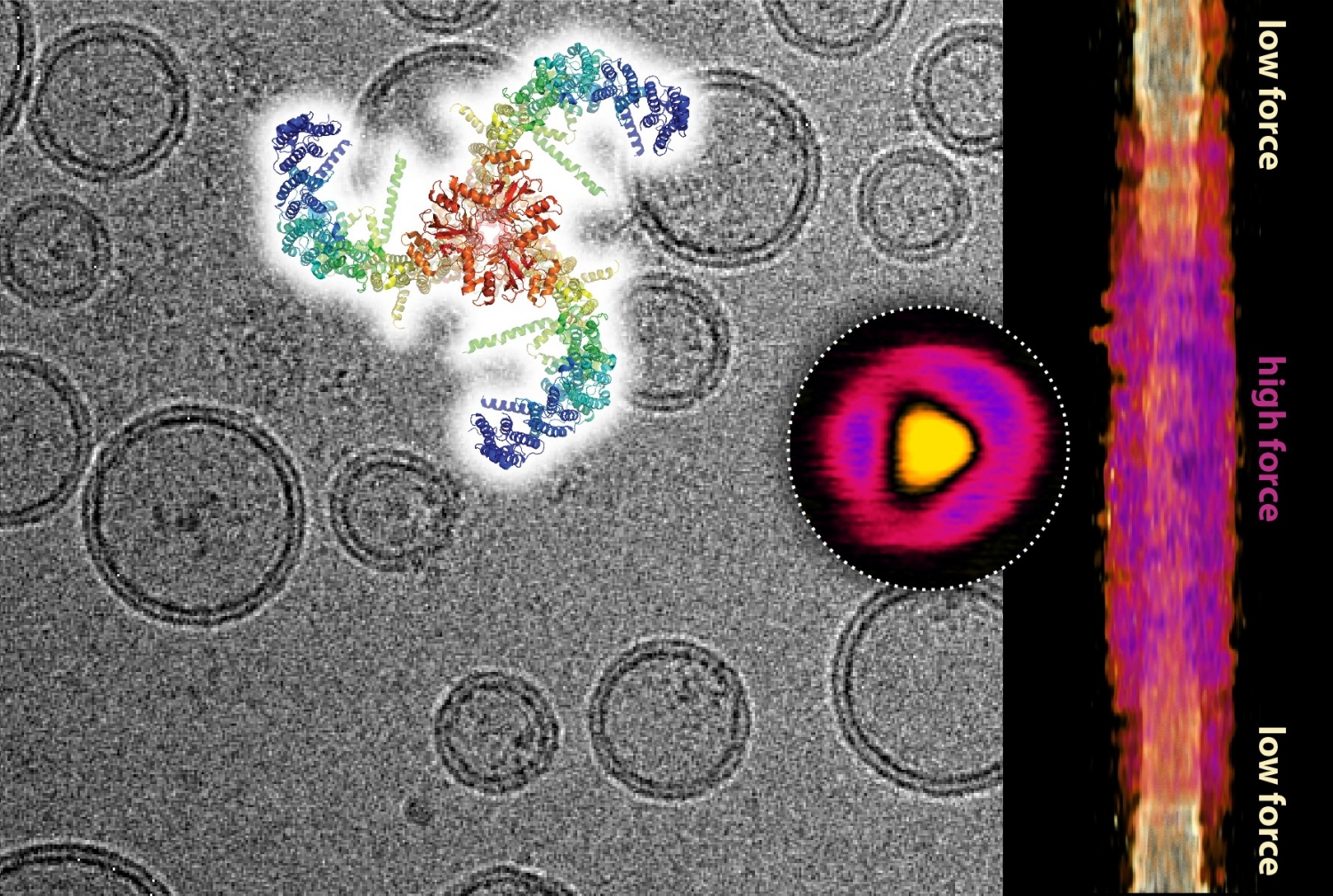 Composite of a cryo-electron microscopy image showing lipid vesicles with embedded Piezo channels, and the Piezo channel structure (top). Topography image of a single Piezo channel under force as recorded by high-speed atomic force microscopy (circle) and its lateral expansion in the membrane as a function of applied force (right). All images:Dr. Simon Scheuring.)