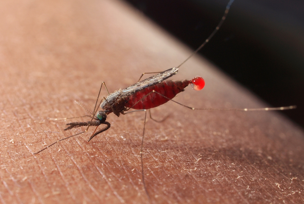 photo of mosquito feeding on a human