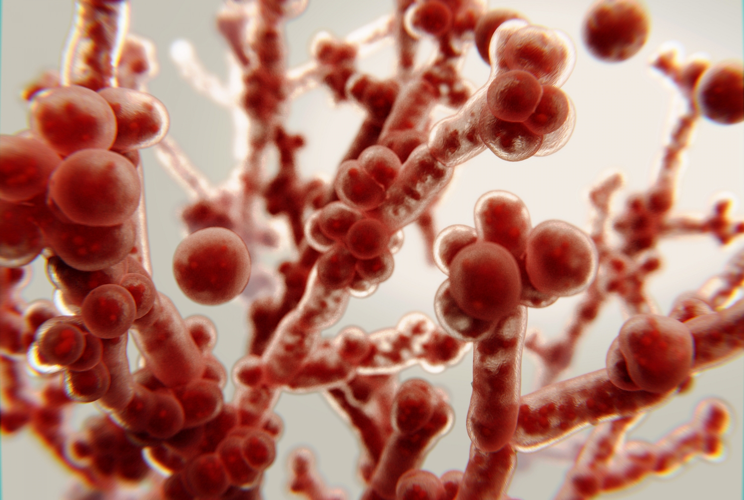 3D rendering of candida albicans