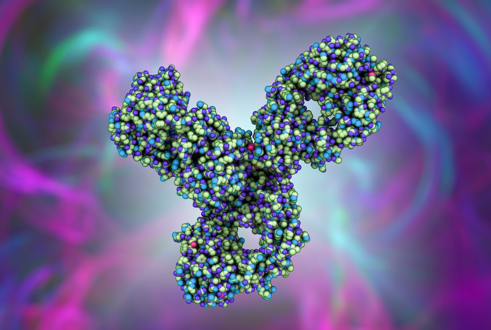 molecular model of pembrolizumab antibody