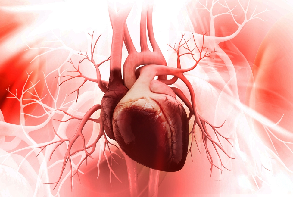 heart anatomy illustration
