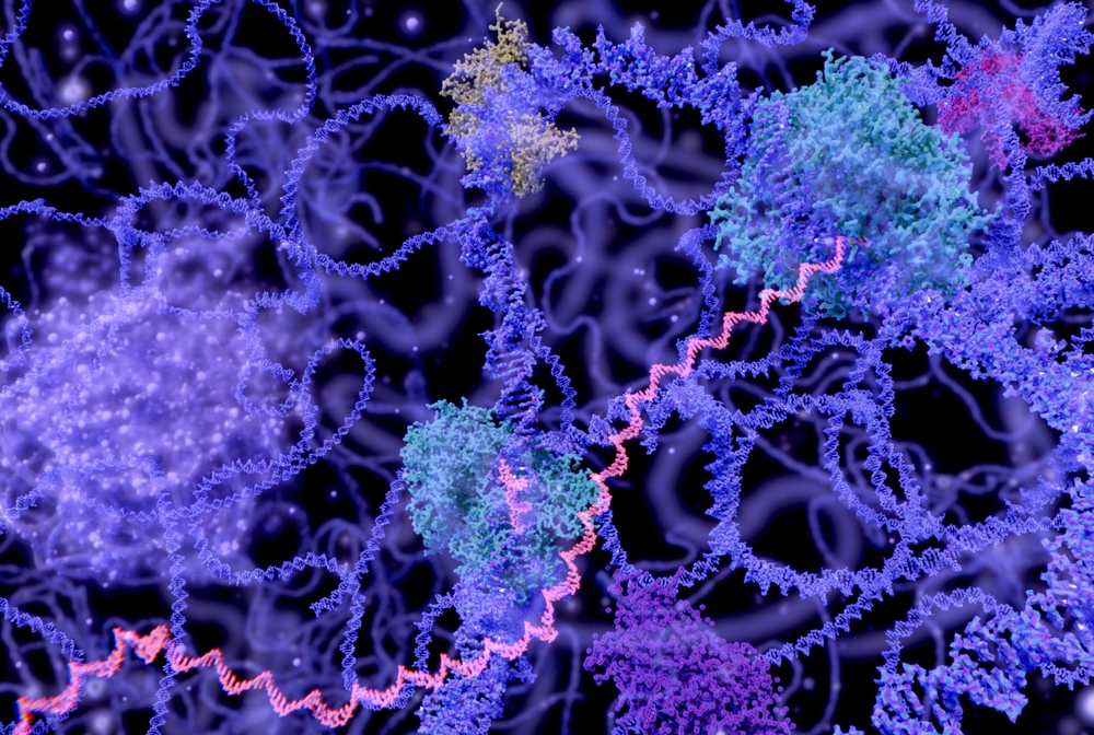 illustration of the cell nucleus in the interphase (DNA, mRNA, nucleolus and several enzymes)