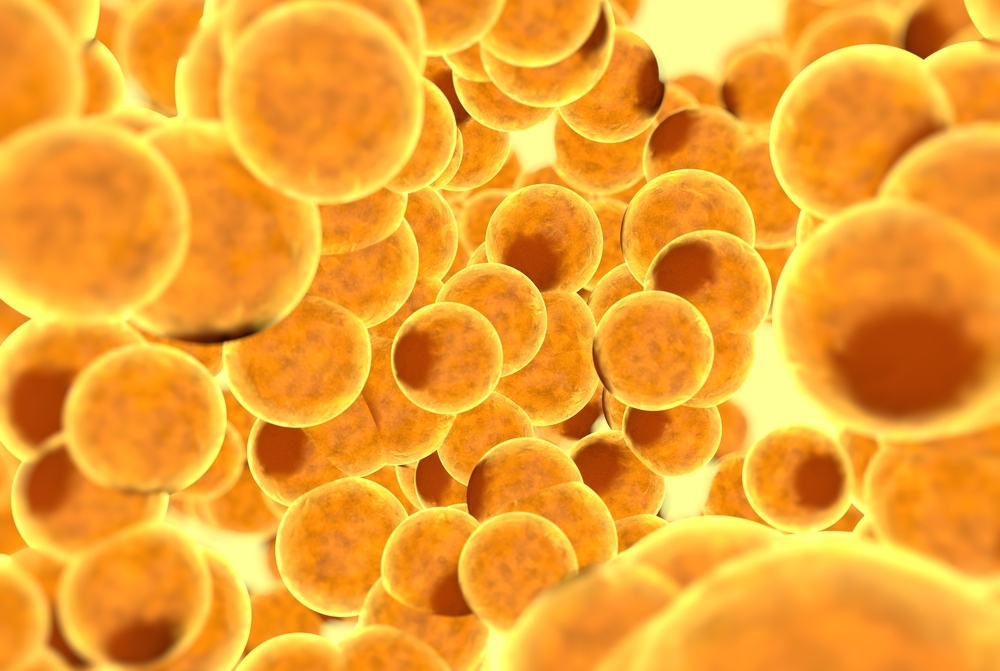 Stock image of fat cells