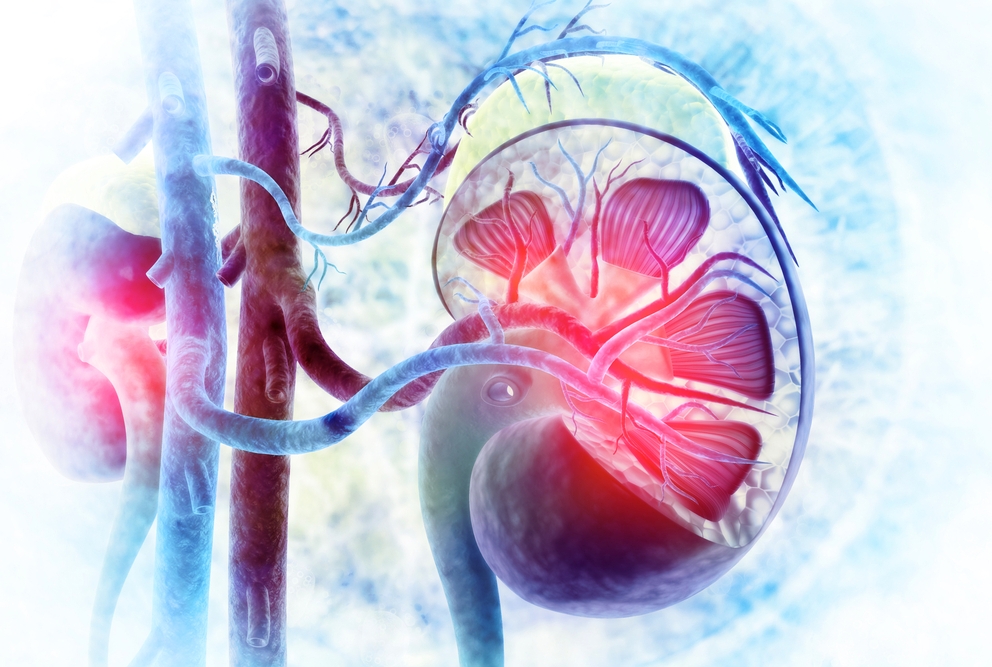 Human kidney cross section on scientific background. Photo credit: Shutterstock