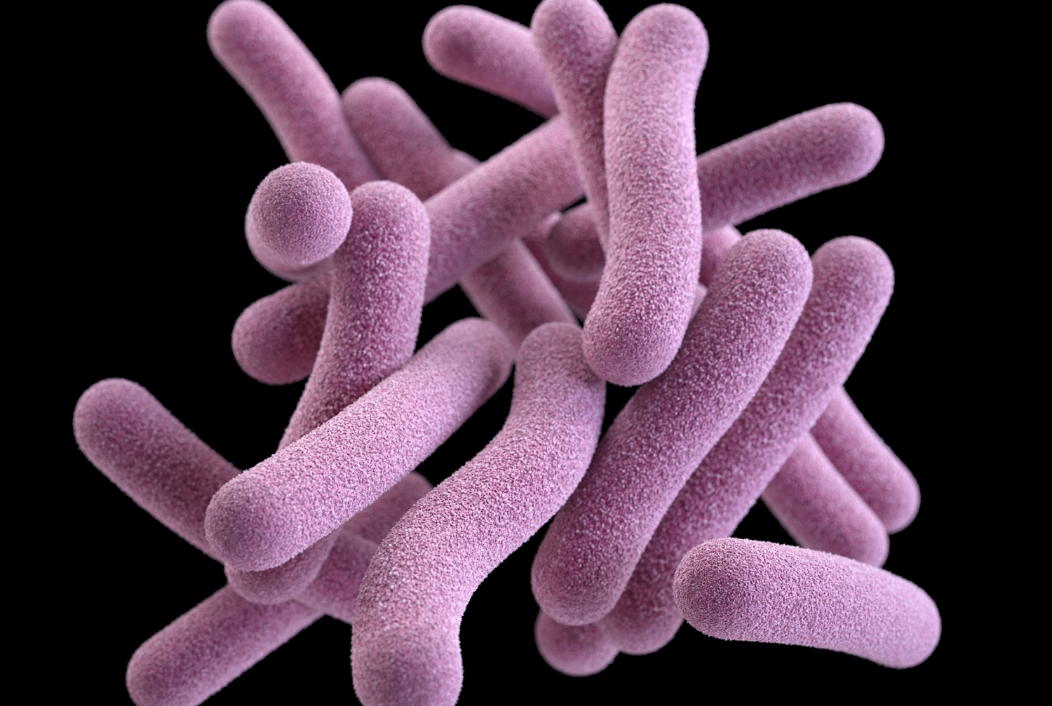 Tuberculosis bacteria. Credit: CDC