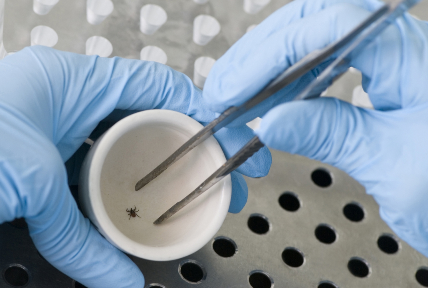 Tick: tick-bourne diseases