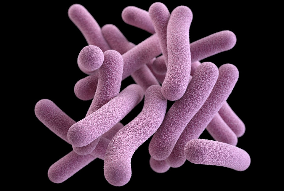 image of Mycobacterium tuberculosis