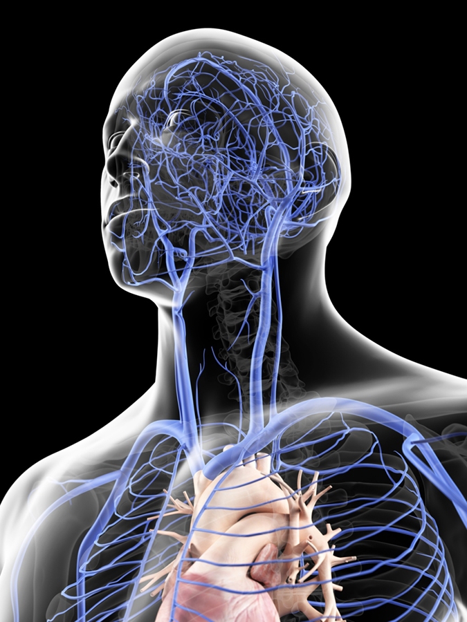 veins in the head