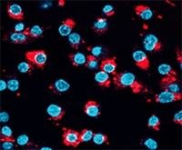A new database that maps how macrophage cells, which are important for blood vessel growth, regulate gene expression could help stop the development of tumors. database maps how macrophage cells could help stop tumor development