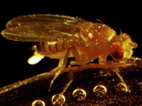Drosophila melanogaster, the common fruit fly, is an important model organism for scientific research such as stem cell therapeutics.
