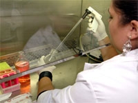 Local high school students conduct lab-based summer research