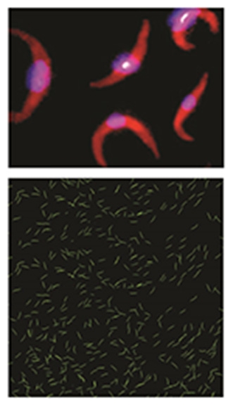 Plasmodium falciparum sporozoite