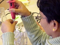 A high school teacher loads her samples into an acrylamide gel in preparation for the separation of the proteins by electrophoresis.