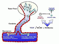 Mobilization & Recruitment of Bone Marrow Stem Cells Are Essential for Tumor Blood Supply & Growth Tumor